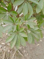 Alstonia scholaris