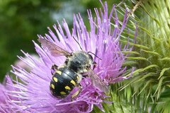 Anthidium septemspinosum