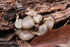 Mycena overholtsii