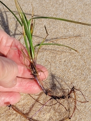 Syringodium filiforme