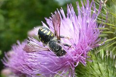 Anthidium septemspinosum