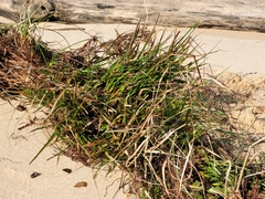 Syringodium filiforme