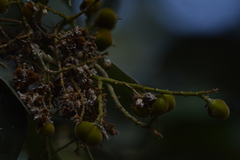 Lannea coromandelica