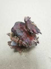 Andricus dentimitratus