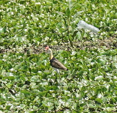 Irediparra gallinacea