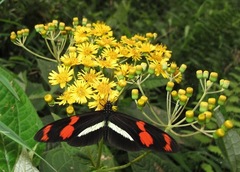 Heliconius telesiphe