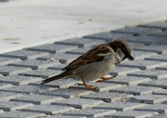 Passer domesticus