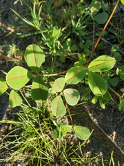 Trifolieae