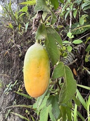 Passiflora unipetala
