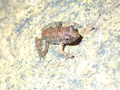 Limnonectes kohchangae