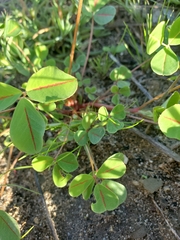 Trifolieae