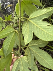 Passiflora unipetala