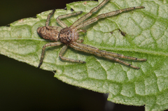 Tmarus angulatus