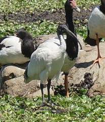 Threskiornis molucca