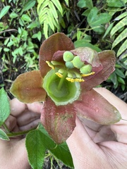 Passiflora unipetala