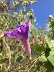 Ipomoea mitchelliae