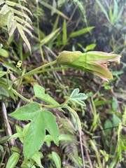 Passiflora unipetala