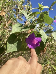 Ipomoea mitchelliae