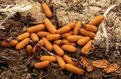 Amblyopone australis