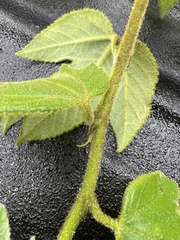 Passiflora unipetala