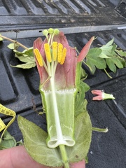 Passiflora unipetala