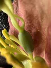 Passiflora unipetala