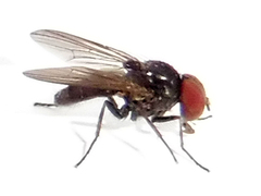 Hydrotaea ignava
