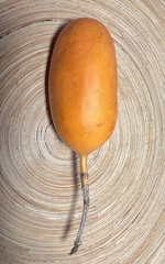 Passiflora unipetala