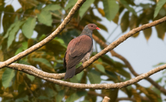 Patagioenas speciosa