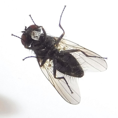 Hydrotaea ignava