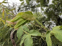 Passiflora unipetala