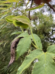 Passiflora unipetala