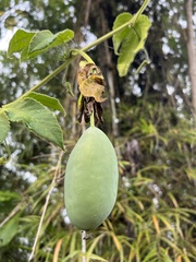 Passiflora unipetala