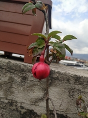 Fuchsia magellanica