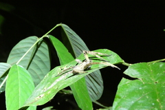 Phoneutria boliviensis