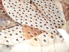 Sylvirana mortenseni