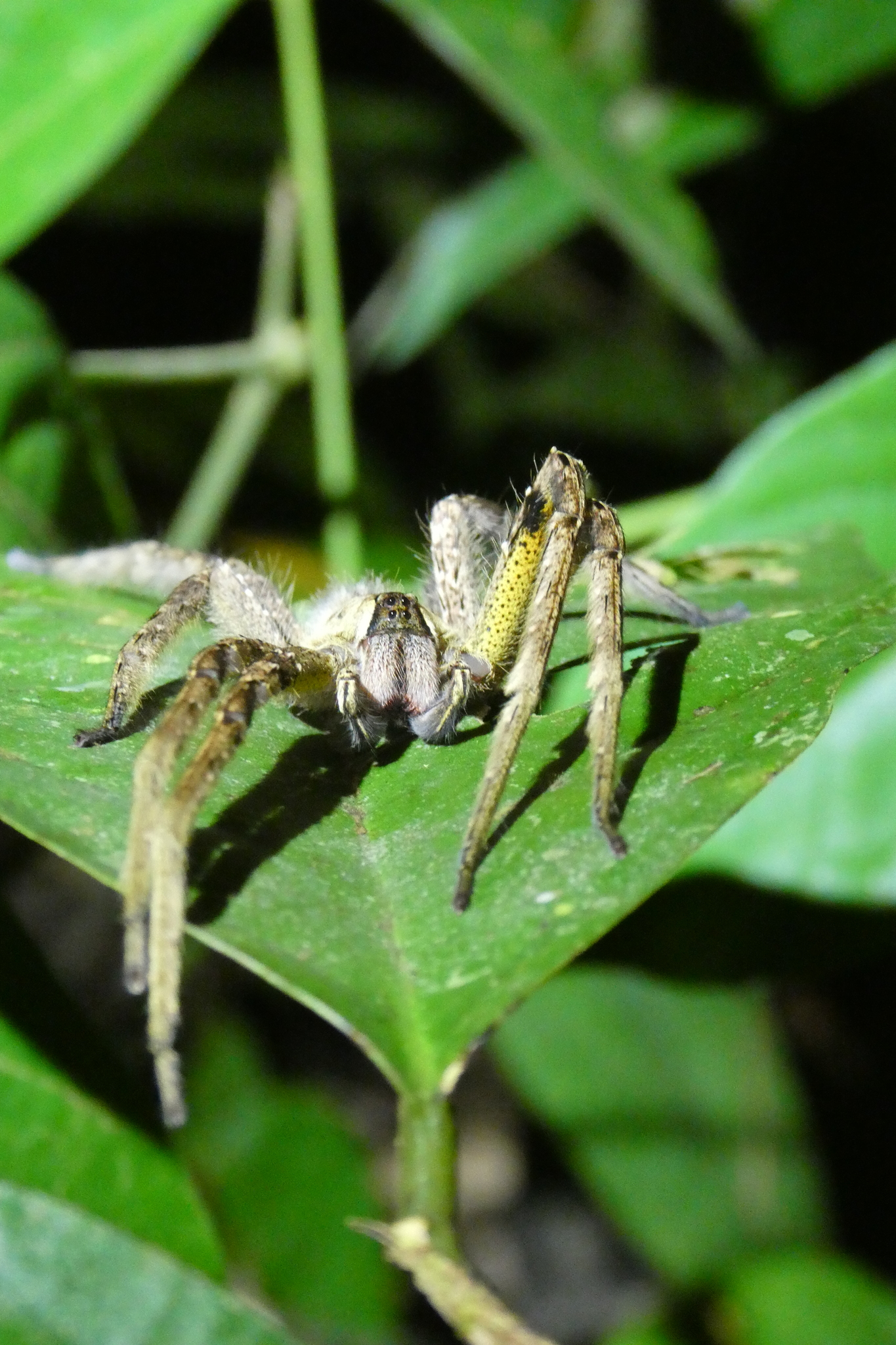 Phoneutria boliviensis (F.O.Pickard-Cambridge, 1897)