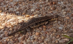 Meroles squamulosus