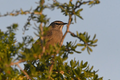 Cercotrichas coryphoeus
