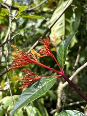 Palicourea croceoides