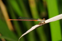 Ceriagrion aeruginosum