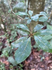 Terminalia tetraphylla