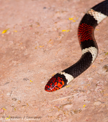 Micrurus surinamensis