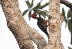 Campephilus rubricollis