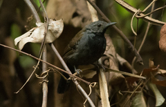 Myrmophylax atrothorax