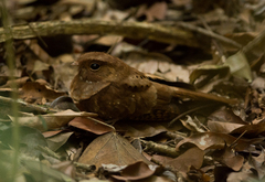 Nyctiphrynus ocellatus