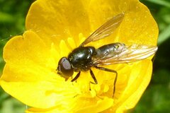 Cheilosia albitarsis