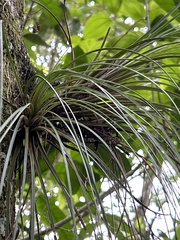 Tillandsia