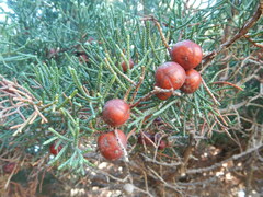 Juniperus phoenicea
