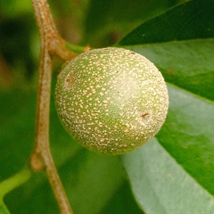 Sarcomphalus platyphyllus